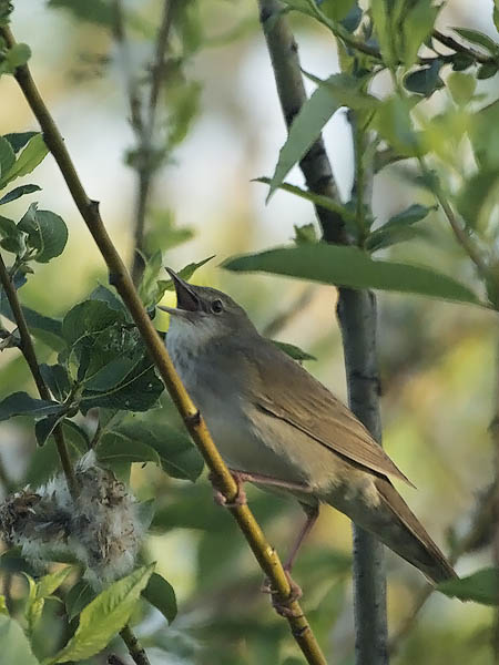 Viitasirkkalintu, River Warbler, Locustella fluviatilis